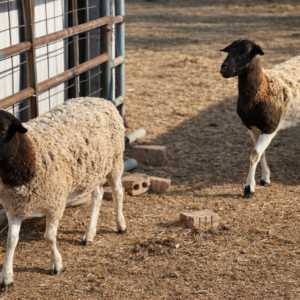 Dorper Sheep
