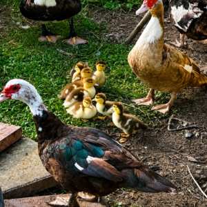 Muscovy