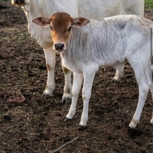 Zebu